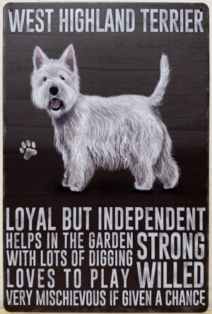 West Highland Terrier hond